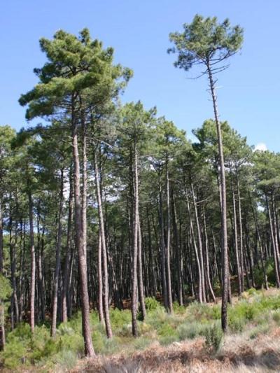 Mobil Home 6 Personnes Foret Des Landes มีมีซ็อง ภายนอก รูปภาพ